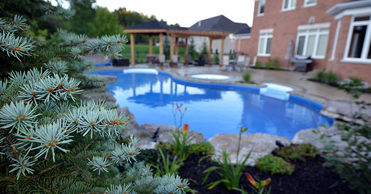 close up of pine tree with outdoor pool in background